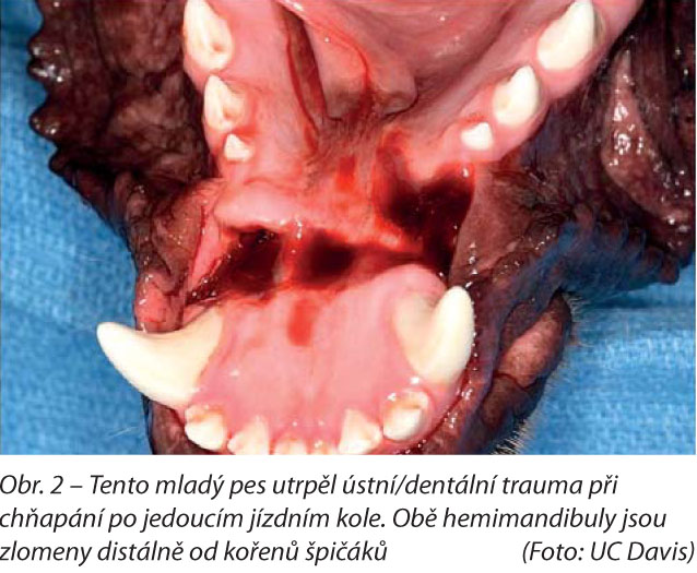 Tento mladý pes utrpěl ústní/dentální trauma při chňapání po jedoucím jízdním kole. Obě hemimandibuly jsou zlomeny distálně od kořenů špičáků