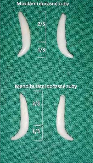 Poměr délky korunky dočasného zubu k délce kořene (jorkšírský teriér, 9 měsíců)