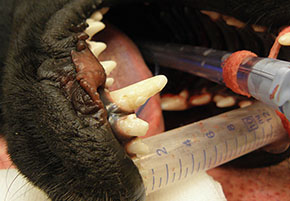 Stav před ošetřením, pacient připraven na běžnou dentální hygienu