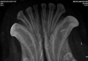 Intraorální RTG - Vyloučení deformity kořene