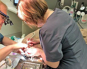 Dr. Brook A. Niemiec, DVM, DAVDC, FAVD, DEVDC-jeden z nejlepších veterinárních stomatologů na světě v průběhu práce s kostní tkáňovou regenerací.