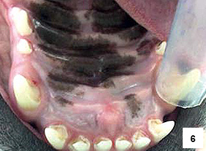 Obr. 6 – Maxilární řezáky před provedením zubní profylaxe (a), improvizované nasazení koff erdamové blány (b). Stav po ošetření (c). Důvodem redukce korunek maxil. řezáků byla ortodontická vada MAL3 s traumatizováním kořenů mandibul. řezáků (landseer, pes, 10 měsíců)