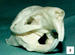 Obr. 3 – Fyziologická okluze u morčete. Je patrná šikmá okluze (úhel 40°) premolárů a molárů a úzký kontakt prvních premolárů na horní čelisti