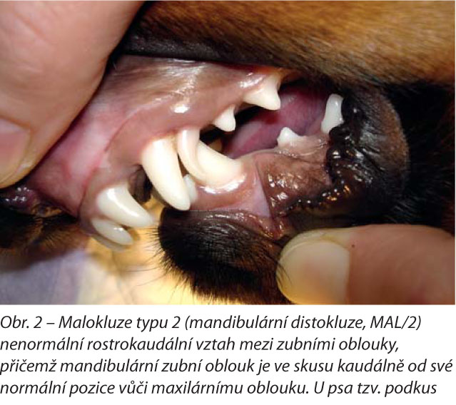 Malokluze typu 2 (mandibulární distokluze, MAL/2) nenormální rostrokaudální vztah mezi zubními oblouky, přičemž mandibulární zubní oblouk je ve skusu kaudálně od své normální pozice vůči maxilárnímu oblouku. U psa tzv. podkus